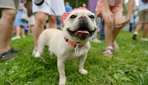 Кинологи и ветеринары проконсультируют участников фестиваля «Собаки, друзья и человеки!» в Воронцовском парке 