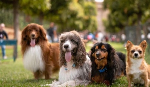 Фестиваль «Собаки, друзья и человеки!» пройдет 21 июля в усадьбе Воронцово