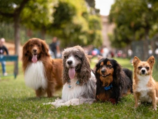Фестиваль «Собаки, друзья и человеки!» пройдет 21 июля в усадьбе Воронцово