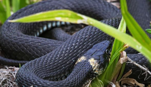 В экоцентре «Лесная сказка» 21 июля пройдет программа, посвященная Дню змеи