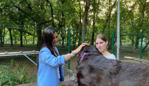 Муниципальный депутат  Екатерина Раззакова провела инспекцию двух площадок для выгула собак в Черемушках