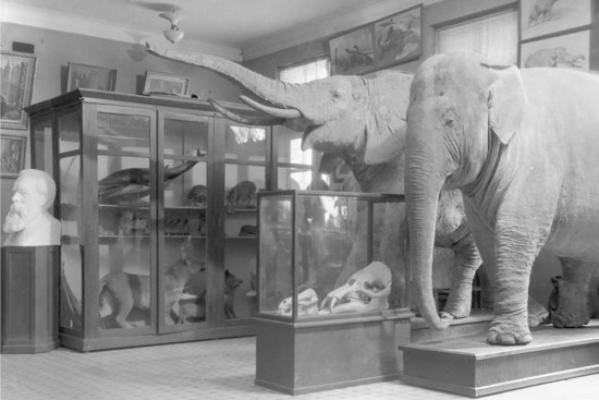 В Дарвиновском музее 6 августа стартует выставка «Приключения слонов»