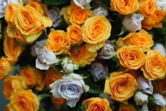 На лекции в Воронцовском парке расскажут про коллекции роз жены Наполеона Бонапарта