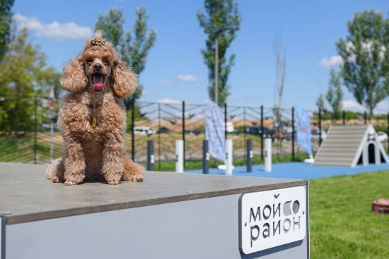 На площадке «Питомцы в Москве» в Теплом Стане пройдут мероприятия проекта «Друг, спасатель, защитник»