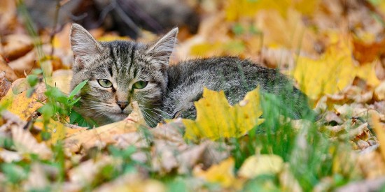 Нужен ли закон о безнадзорных животных, решат москвичи на тестовом голосовании