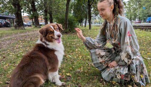 В Конькове в рамках фестиваля «Лето в Москве» организуют мастер-класс от кинолога