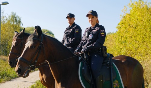 Выйду на дежурство с конем. Как работает конная полиция в ЮЗАО