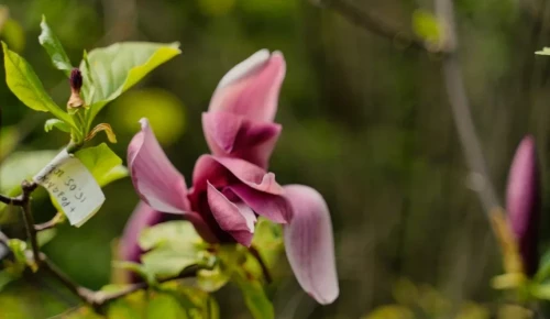 В царстве растений. Самая большая коллекция магнолий в России собрана в Гагаринском районе