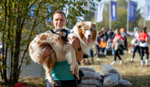 Четвероногие чемпионы. В Битцевском лесу кросс «Быстрый пёс» собрал 250 участников