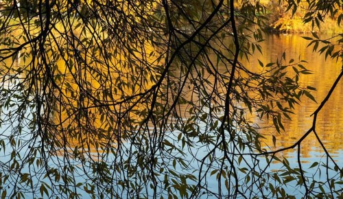 Верхний Салтыковский пруд в Северном Бутове привели в порядок