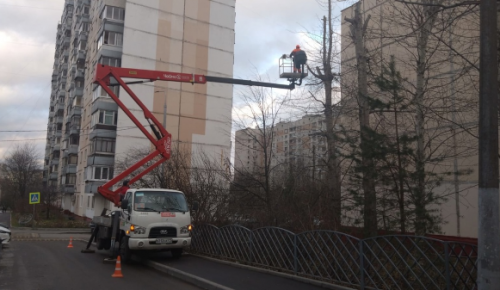 В Северном Бутове проведены работы по кронированию тополей