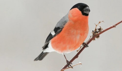 В Битцевский лес на зимовку прилетели снегири