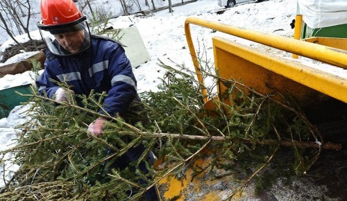 В Ясеневе в рамках акции «Елочный круговорот» открылись три пункта утилизации новогодних деревьев