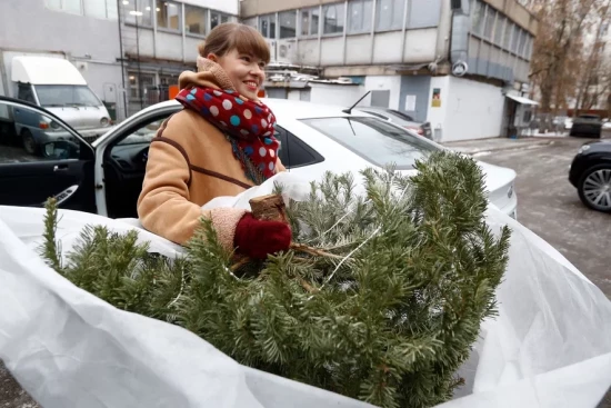 Вторая жизнь лесных красавиц. Корреспондент «ЗКЗ» принял участие в акции «Елочный круговорот»