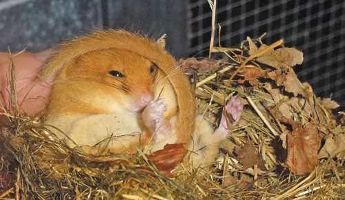 В «Битцевском лесу» проснулись орешниковые сони