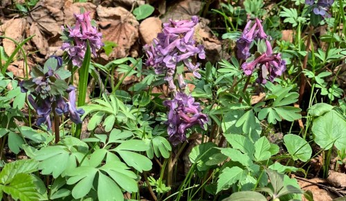 В «Битцевском лесу» расцвели первые весенние растения