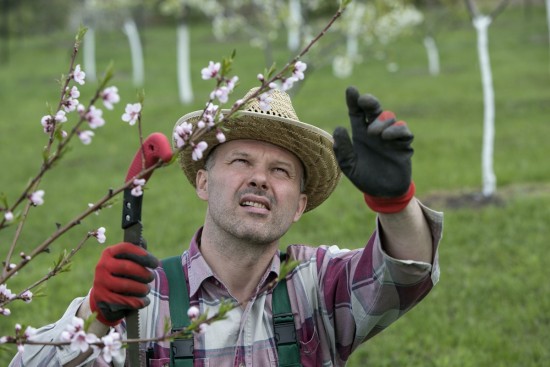 Обрезка деревьев и кустарников: главные советы по уходу за садом в апреле