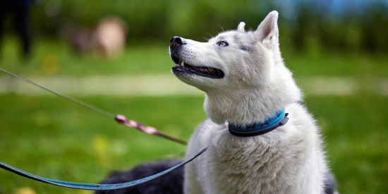 В Тёплом Стане задержали мужчину после конфликта с соседом во время выгула собак
