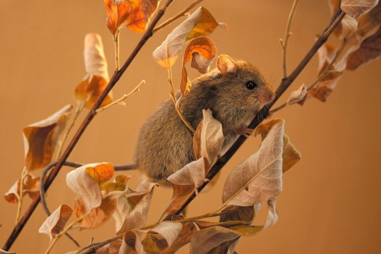 В Битцевском лесу и Северном Бутове можно встретить краснокнижную лесную мышовку