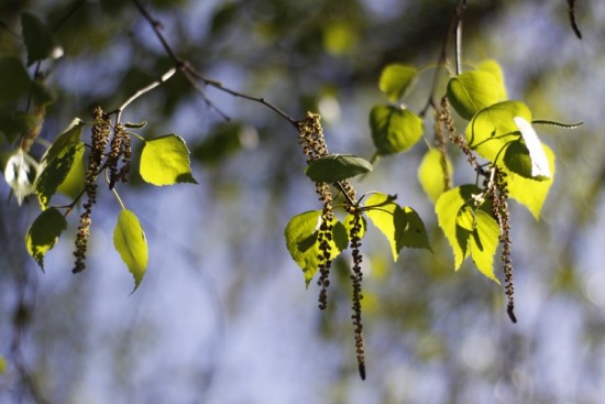 Чихать хотели? Что делать при аллергии в пик цветения березы