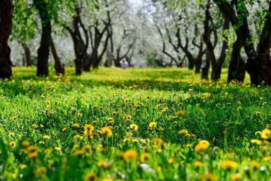 В экоцентрах ЮЗАО организуют мероприятия в рамках проекта «Природа Победы»