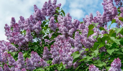 Собянин присвоил имя сквера Воинской славы зеленой территории в районе Зябликово