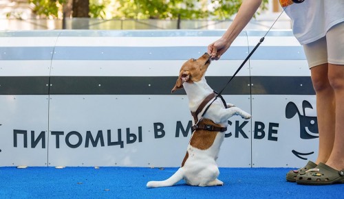 Сергей Собянин: в Москве будут созданы полноценные кинологические парки
