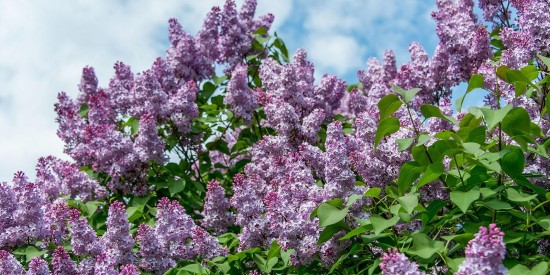 Собянин присвоил имя сквера Воинской славы зеленой территории в районе Зябликово