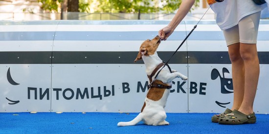 Сергей Собянин: в Москве будут созданы полноценные кинологические парки