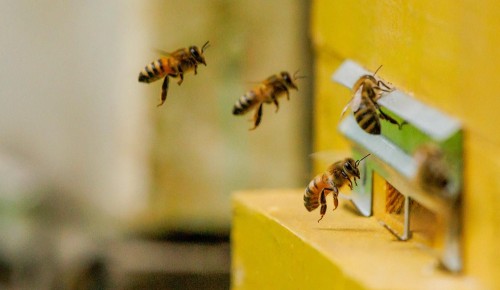 Не работа, мёд: пчелы начали собирать пыльцу и нектар на юго-западе Москвы