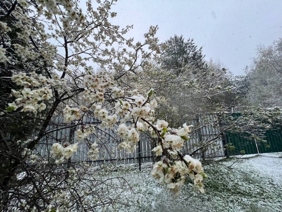 «Побили» заморозки: как восстановить замерзшие яблоню, грушу, вишню и сливу