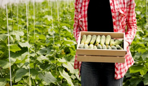 Не ссориться и сажать огурцы: что можно и нельзя делать 27 мая в день Сидора Огуречника