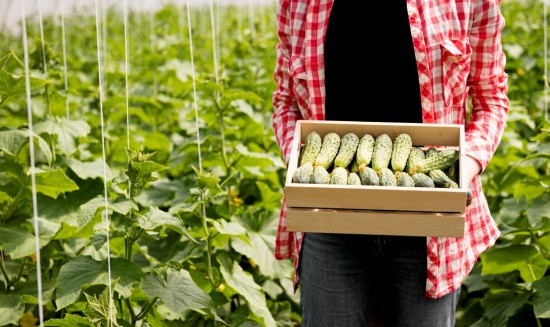 Не ссориться и сажать огурцы: что можно и нельзя делать 27 мая в день Сидора Огуречника