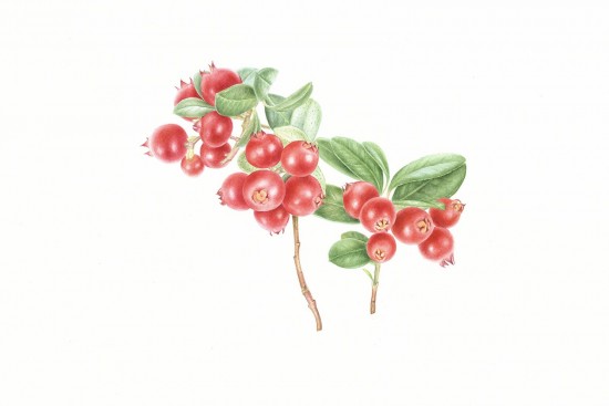 В Дарвиновском музее откроется выставка о редких видах России