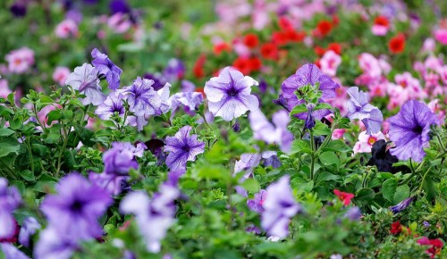 Собянин: В честь 80-летия Победы на юге Москвы появился сквер Воинской славы