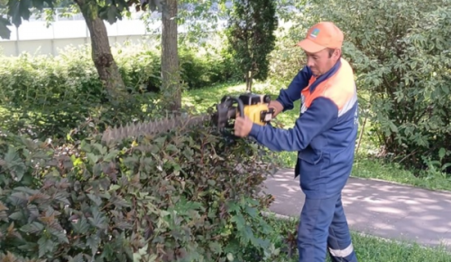 В Северном Бутове кронируют кустарники и деревья