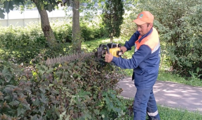 В Северном Бутове кронируют кустарники и деревья