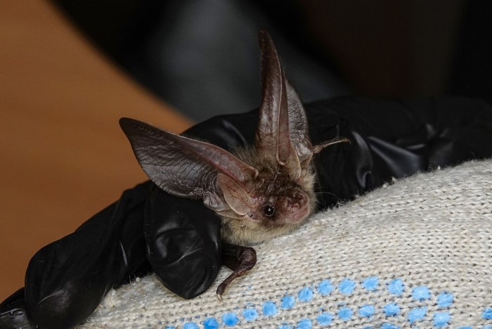 Может укусить от испуга: на юго-западе Москвы проснулись летучие мыши