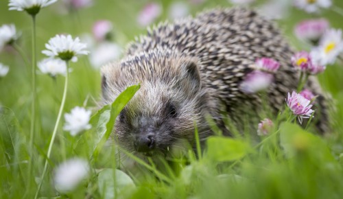 Дикие жители Москвы: кто проживает в районах ЮЗАО?