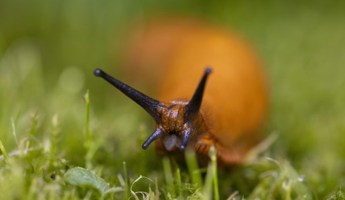 Испанские слизни наводнили столицу: разбираемся в причинах с биологом