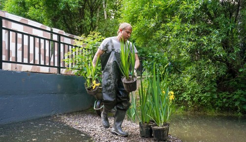 В ЮЗАО высадят 14 тыс. водных растений для восстановления экосистемы прудов