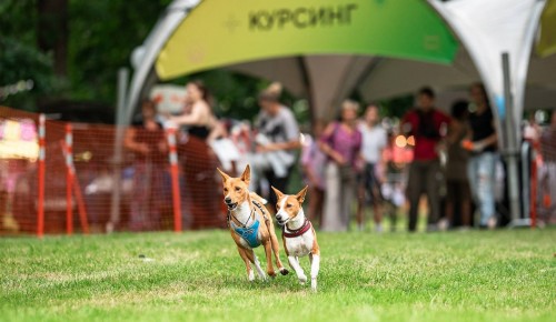 В усадьбе Воронцово 12 и 13 июля организуют фестиваль Petshop Days
