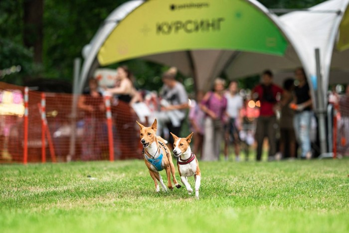 В усадьбе Воронцово 12 и 13 июля организуют фестиваль Petshop Days