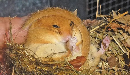 В «Битцевском лесу» можно встретить редкую орешниковую соню