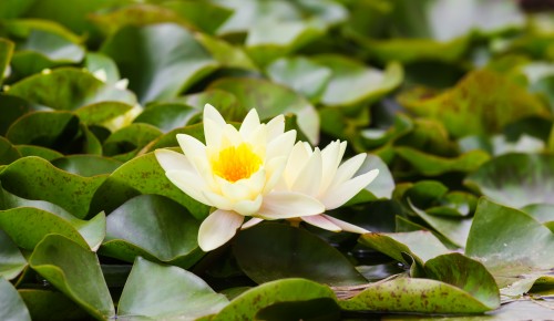 Символ красноречия и красоты: биолог рассказал о цветении кубышек в ЮЗАО