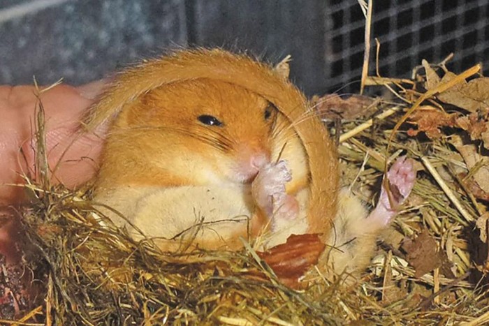 В «Битцевском лесу» можно встретить редкую орешниковую соню