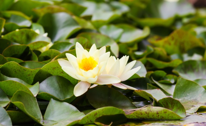 Символ красноречия и красоты: биолог рассказал о цветении кубышек в ЮЗАО