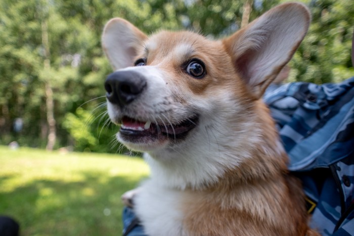 Собаке не место на кухне! Кинолог Ольга Иващенко дала советы по воспитанию щенка