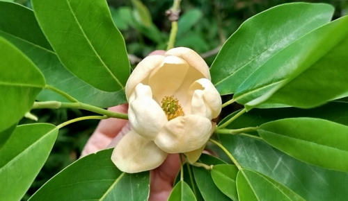 В Ботаническом саду Московского дворца пионеров расцвела последняя в этом сезоне магнолия