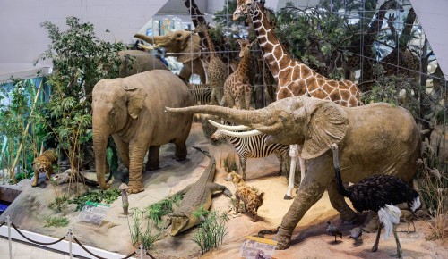 Дарвиновский музей вошел в топ популярных площадок сервиса «Мосбилет»